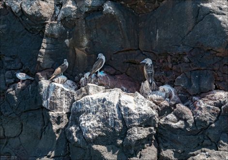 Голубоногие олуши (Blue-footed boobies) встречаются на Галапагосых круглый год.