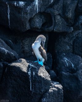 Весной лапы Голубоногих олуш становятся особенно насыщенного бирюзового цвета — признак здоровья и силы.