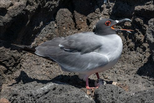 Вилохвостая чайка (Swallow-tailed Gull, Creagrus furcatus) — уникальный ночной вид чаек, обитающий исключительно на Галапагосских островах. Здесь показана взрослая особь с характерной тёмной головой и красным кольцом вокруг глаза, с единственным яйцом, отложенным прямо на лаве.