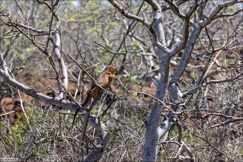 Галапагосская наземная игуана (Conolophus subcristatus) — один из самых характерных обитателей архипелага. Это крупная рептилия с мощным телом и золотисто-жёлтой, иногда буроватой чешуёй, обитающая на засушливых островах.