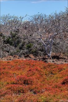Sesuvium portulacastrum, или морской purslane (морской портулак), — это стелющееся суккулентное растение, типичный представитель прибрежных зон Галапагосских островов. Оно образует густые ковры на песчаных и каменистых участках, часто прямо у океана, где другие растения выжить не могут.