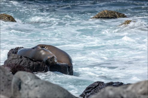 Галапагосский морской лев (Zalophus wollebaeki) — один из самых обаятельных и узнаваемых обитателей архипелага. Эти грациозные животные встречаются практически на всех островах.