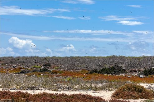 Остров North Syemur. Засушливый прибрежный ландшафт, типичный для Галапагосских островов, с низкорослой, устойчивой к соли растительностью.