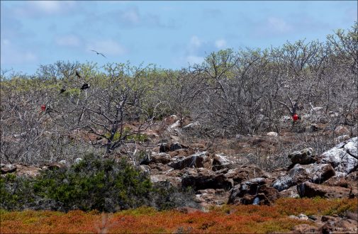 Место гнездования фрегатов и голубоногих олуш, на острове Норт-Сеймур на Галапагосских островах.