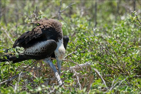 Самка Великолепного фрегата (Fregata magnificens).