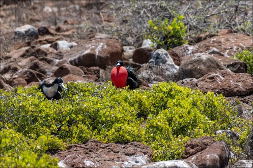 Пара фрегатов обустраивает гнездо в зарослях Сцеволы (Scaevola taccada). Этот кустарник типичен для тропических островов Тихого океана.