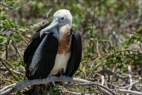 Самки фрегатов заметно крупнее и окрашены скромнее: у них белая грудь и живот, а голова и крылья тёмные. Красного мешка у самок нет.