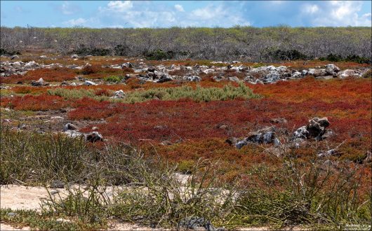 Слоистый пейзаж острова Северный Сеймур.