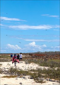 1-часовая прогулка через колонию фрегатов на острове Норт-Сеймур.