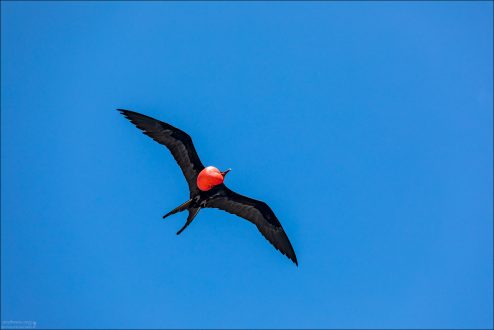 Fregata magnificens, или Великолепный фрегат, — одна из самых эффектных птиц Галапагосских островов и символ неба над Северным Сеймуром.