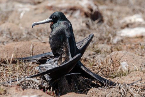 На острове Северный Сеймур фрегаты гнездятся почти круглый год.