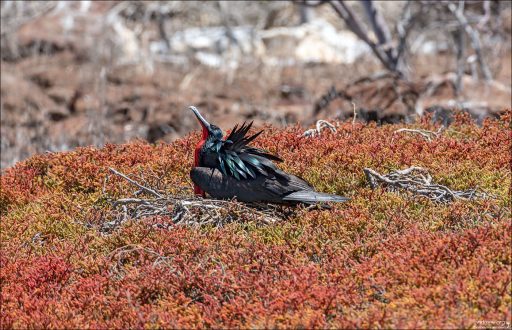 В брачный сезон самцы садятся на ветви кустов и надувают свои красные горловые мешки, громко трещат клювами и расправляют крылья, создавая яркое зрелище.