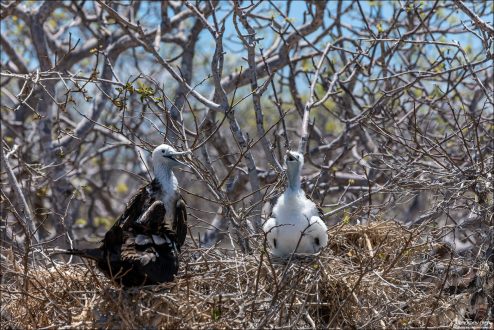 Голова птенца кажется крупнее по отношению к телу, а клюв более короткий и менее изогнутый.