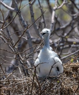 Птенцы фрегатов остаются в гнезде несколько месяцев, пока не станут достаточно сильными для самостоятельного полёта.