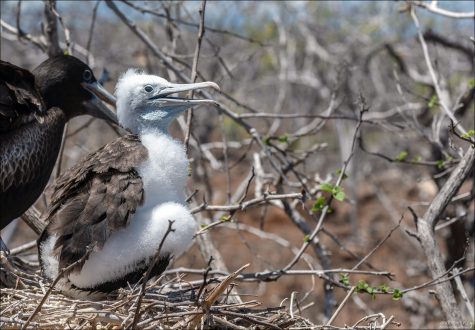 В отличие от взрослых, птенцы фрегатов не умеют ловить рыбу, и их выживание полностью зависит от родительской заботы.