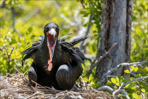 Мешок фрегата — это тончайшая, растяжимая кожа, наполненная кровью. В обычном состоянии он практически сплющен и невидим, скрыт под клювом.