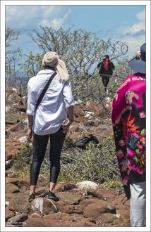 На Северном Сеймуре и других островах фрегаты регулярно видят людей на тропах. Со временем они научились игнорировать присутствие человека, если он не проявляет агрессии.