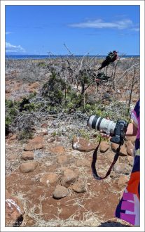 Фрегаты часто собираются большими колониями. В таких группах вероятность нападения на отдельную птицу минимальна, поэтому индивидуальный страх перед крупными существами у них слабо выражен.