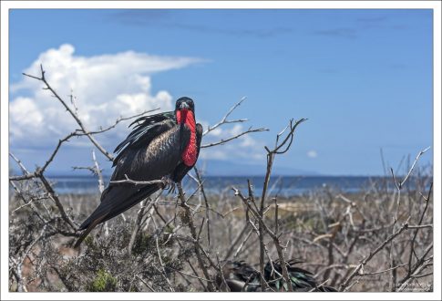 На Галапагосах фрегаты почти не боятся людей и позволяют подходить к себе на несколько метров — это одна из знаменитых особенностей архипелага.