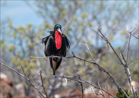 Привлечение самок: размер и яркость мешка служат индикатором здоровья и силы самца. Чем насыщеннее красный и крупнее мешок, тем выше шансы на выбор партнёршей.