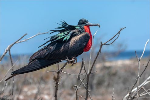Самцы фрегатов полностью чёрные, с легким металлическим блеском на перьях. Их отличительная черта — огромный ярко-красный горловой мешок, который они надувают в брачный сезон.