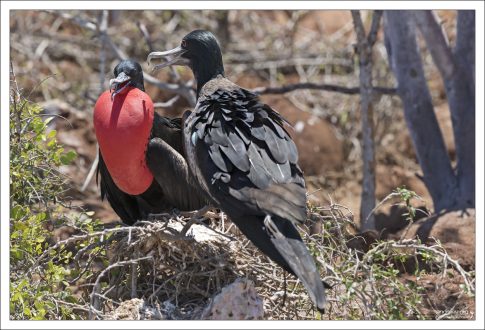 Фрегаты образуют пары только на сезон, а не на всю жизнь. Их брачная система сезонная и моногамная в пределах одного сезона.