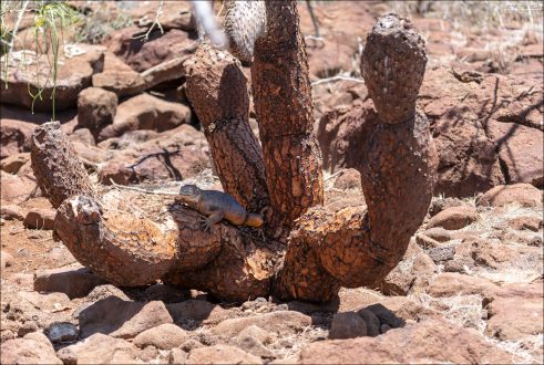 Галапагосская наземная игуана (Conolophus subcristatus) отдыхает на уникальном древовидном кактусе рода опунция (Opuntia galapageia), произрастающем на Галапагосских островах.