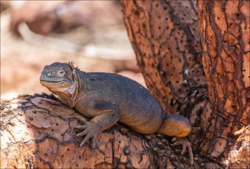 Обыкновенные конолофы — крупные и плотно сложенные ящерицы с сильными конечностями и большими когтями. Их длина тела достигает 1,2 м, а окраска варьирует от жёлтого до коричневого цветов.