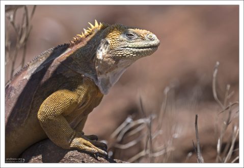 У обыкновенного конолофа (Conolophus subcristatus) гребень на спине — одна из его самых характерных черт, и отвечает за регуляцию температуры и привлечение самок.