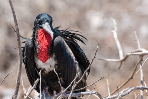 Фрегаты — единственные морские птицы, которые не садятся на воду: их перья не водоотталкивающие, и, если они намокнут, птица не сможет взлететь. Поэтому фрегаты всю жизнь проводят в воздухе и на деревьях.