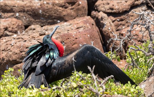 Размах крыльев фрегата достигает до 2,3 метра, при этом птица весит всего около килограмма. Благодаря лёгкому телу и огромным крыльям фрегаты могут парить над океаном сутками, выискивая рыбу, которую ловят прямо с поверхности. Или даже «крадут» у других морских птиц, за что получили прозвище «небесных пиратов».