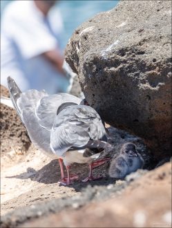 Swallow-tailed Gull (Creagrus furcatus), или вилохвостая чайка — единственная морская чайка, ведущая ночной образ жизни, все другие виды охотятся днём.
Птенцы и взрослые гнездятся на утёсах и каменистых склонах, где почти нет хищников, что делает Северный Сеймур идеальным местом для размножения.
Благодаря ночной активности, вилохвостые чайки избегают конкуренции с дневными морскими птицами, например, голубоногими олушами.