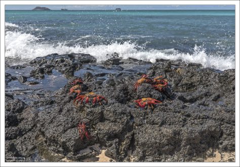 Крабы Sally Lightfoot (Grapsus grapsus) — одни из самых ярких и заметных обитателей прибрежных скал Галапагосских островов. Эти крабы сразу привлекают внимание благодаря своей невероятной окраске и активному поведению.