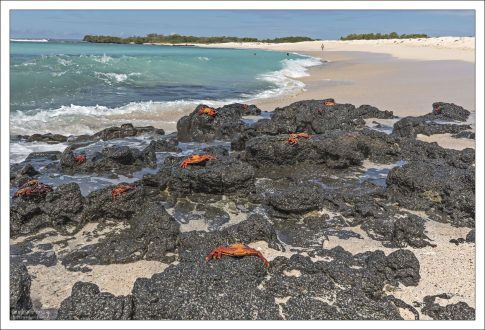 Красный, оранжевый, жёлтый и синий цвета смешиваются на панцире взрослых особей крабов Sally Lightfoot, что делает их настоящим «живым калейдоскопом».