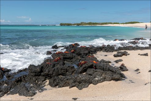 Название «Sally Lightfoot» (Салли Лайтфут) связано с ловкостью и скоростью крабов на камнях — они буквально «летают ногами» по поверхности.
Эти крабы играют важную роль в экосистеме: они очищают прибрежные зоны, поедая остатки органики и водоросли.