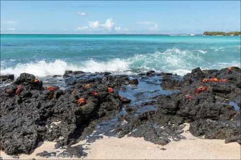 Sally Lightfoot — прибрежный краб, обитающий на скалах и камнях вдоль береговой линии.