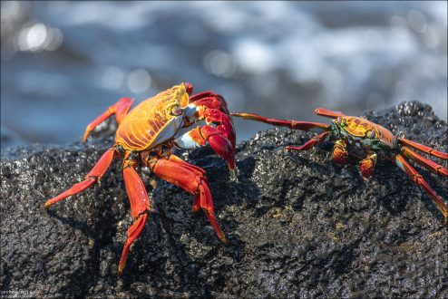 Кунг-фу по-крабьи :)