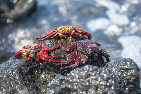 У Sally Lightfoot crabs (Grapsus grapsus) окраска очень вариативна и зависит от возраста, пола и индивидуальных особенностей. Молодые крабы часто имеют более тёмную или зеленовато-фиолетовую окраску, прежде чем станут ярко-красными и оранжевыми взрослыми.