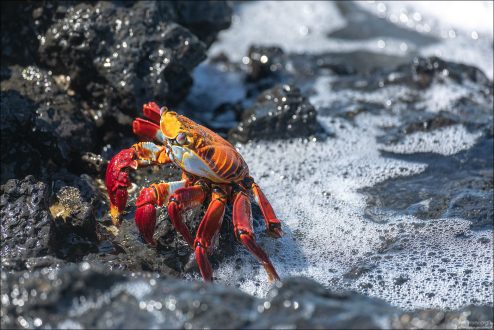 Клешни у крабов Sally Lightfoot сильные, с заметными зазубринами на внутренней стороне. Окрашены обычно в красные или оранжевые тона и активно используются для защиты, драки и захвата пищи.