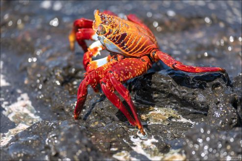 У крабов Grapsus grapsus замечены симбиотические отношения с морскими игуанами на Галапагосских островах. Крабы поедают паразитов и отмершую кожу с игуан, оказывая им услугу по очистке и получая при этом пищу.