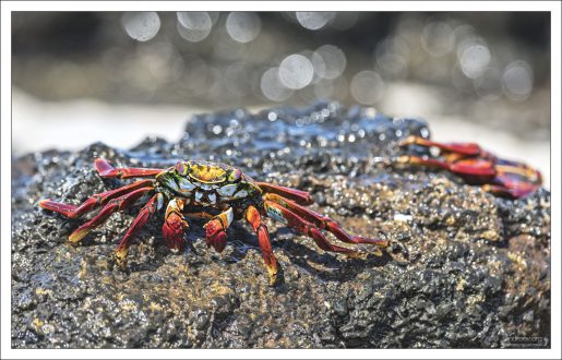 Крабы относятся к отряду десятиногих ракообразных (Decapoda), что в буквальном переводе с греческого означает «десятиногие». Эти десять конечностей расположены в виде пяти пар придатков:
Первая пара видоизменена в клешни, которые они используют для защиты и ловли пищи.
Остальные четыре пары используются в качестве ходильных ног, обеспечивая крабу большую подвижность, позволяя быстро передвигаться по камням и даже бегать в четырех разных направлениях.