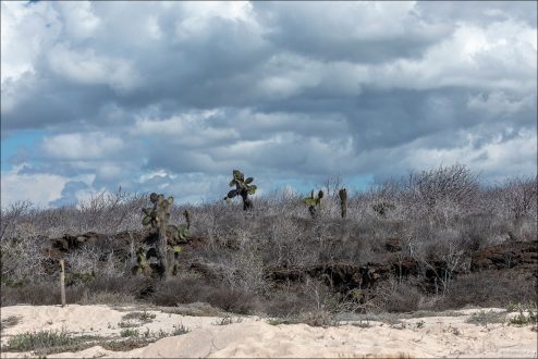 Тихое и малоизвестное место Bachas beach, где можно увидеть природу Галапагосов без толп туристов.