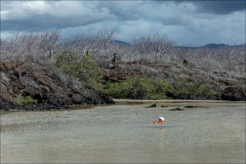 Фламинго, обитающие на Галапагосах, родственны тем, что живут в Карибском бассейне (Phoenicopterus ruber).