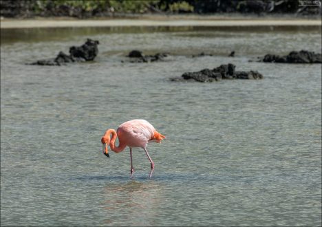 Фламинго на Галапагосах - редкие гости. Их ежегодно пересчитывают, включая взрослых особей и птенцов, а также осматривают гнезда. В этом году обнаружили 396 фламинго на четырех островах архипелага.