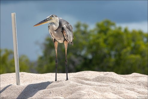 Great Blue Herons (Ardea herodias) - Большая Голубая цапля, одна из крупнейших и самых заметных видов цапель. Они предпочитают прибрежные лагуны, мангровые зоны и скалистые бухты, где охотятся на рыбу, крабов и мелких морских животных.
Это оседлая популяция, которая на Галапагосах не мигрирует, в отличие от материковых Great Blue Herons. Они прекрасно приспособились к островной жизни и не боятся людей, что позволяет наблюдать их с близкого расстояния.
