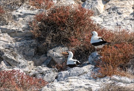 Насканская олуша (Nazca booby: лат. Sula granti) — вид олуш, ведущий колониальный образ жизни. Распространены в восточной части Тихого океана. Гнездится прямо на земле, без деревьев и кустов.