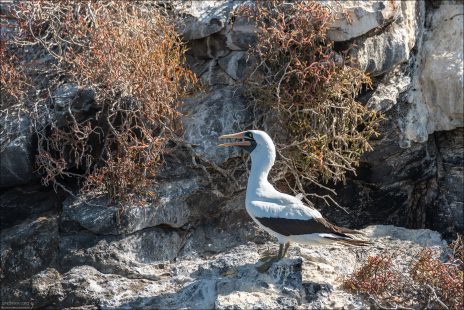 Nazca booby известна так называемым облигатным сибицидом:
старший птенец почти всегда изгоняет или убивает младшего. Родители этому не препятствуют — в условиях ограниченных ресурсов это повышает шансы выживания одного сильного потомка.