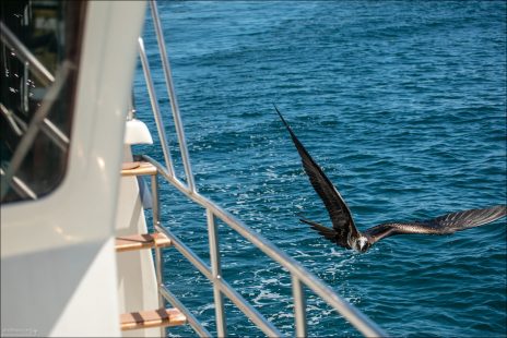 Самка фрегата подлетела к яхте в надежде получить лакомый кусок.