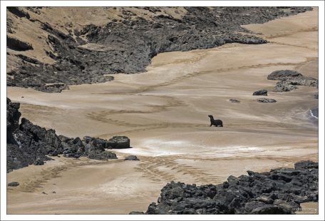 Галапагосский морской лев "начертил" забавные узоры на пляже.