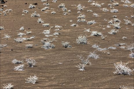 Растение Grey matplant (Tiquilia nesiotica), известное как «серебристые реснички». Эндемик Галапагосов.
Относится к пионерным видам: одно из первых растений, заселяющих голую лаву. Закрепляет почву и уменьшает эрозию, а также создаёт микросреду для других растений и насекомых.